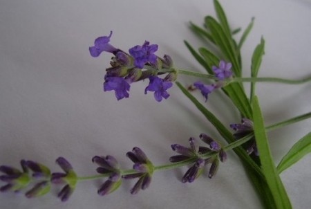 Levanduľa lekárska( úzkolistá)